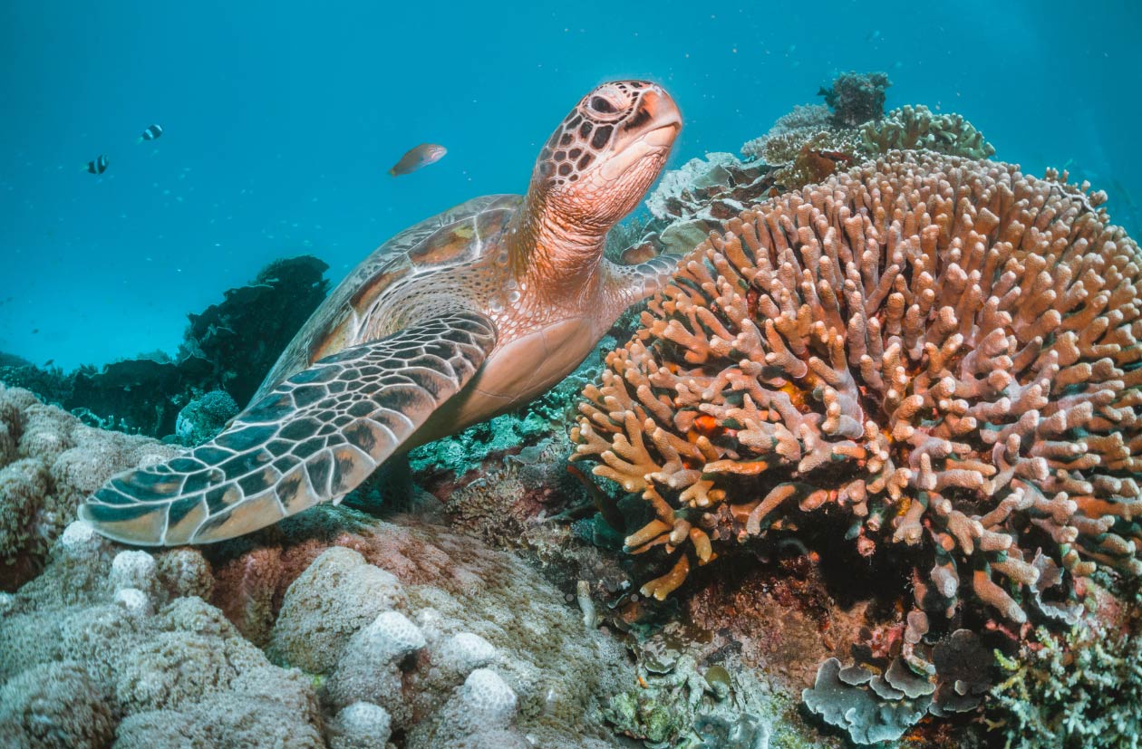 buceo en tailandia