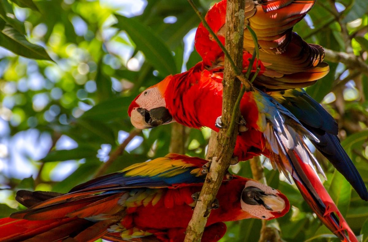 Costa Rica, Sightseeing and Diving - 13 Days 12 Nights