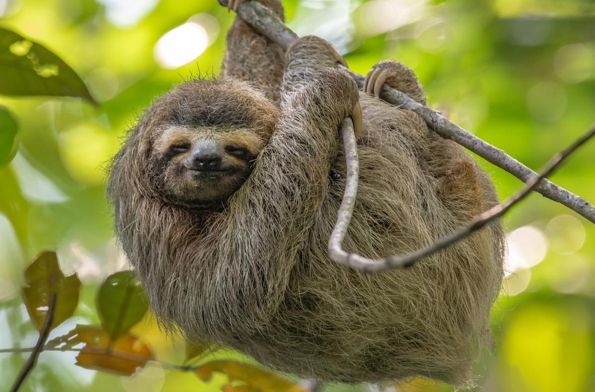 sloth Costa Rica, Sightseeing and Diving