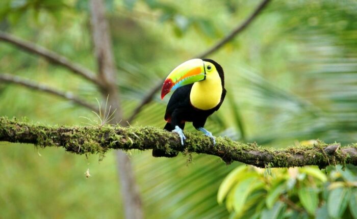 toucan Costa Rica, Sightseeing and Diving