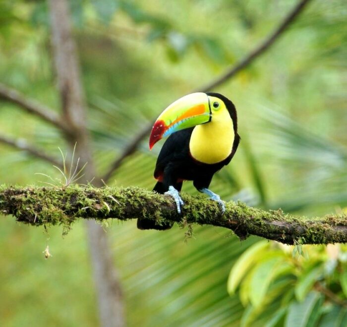 toucan Costa Rica, Sightseeing and Diving