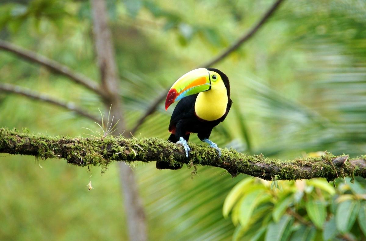 toucan Costa Rica, Sightseeing and Diving