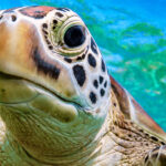 scuba-diving-isla-del-cano-from-uvita