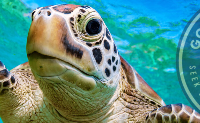 scuba-diving-isla-del-cano-from-uvita