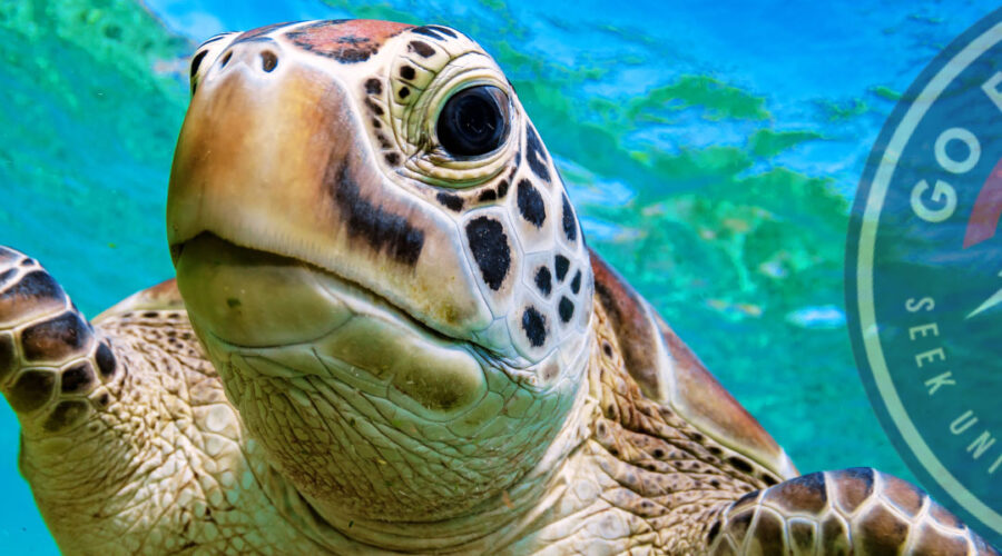 scuba-diving-isla-del-cano-from-uvita