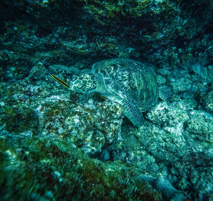 what you can see at isla del cano in costa rica