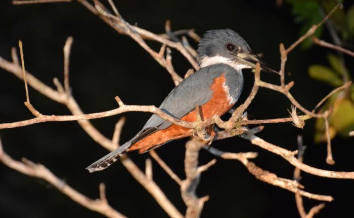 Nocturnal Wonders of the Rainforest