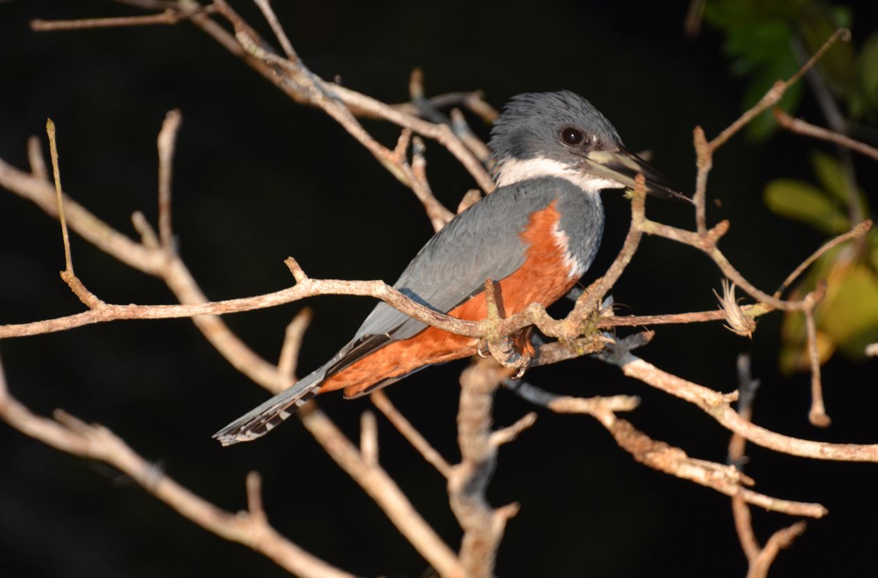 Nocturnal Wonders of the Rainforest