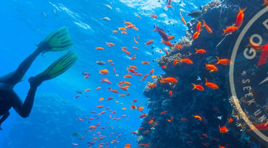 Scuba Diving for Beginners at Isla del Caño