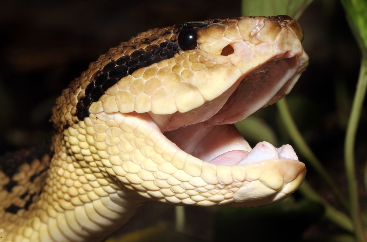 Venomous Snakes in Costa Rica bushmaster