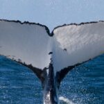 Whale Watching in Uvita and Marino Ballena National Park