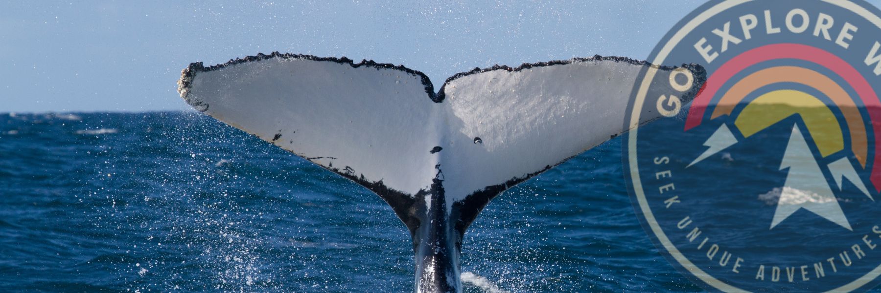 Whale Watching in Uvita and Marino Ballena National Park