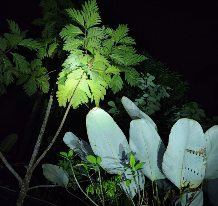 Wildlife Night Tour in Uvita CR