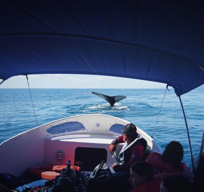 best whale watching in marino ballena