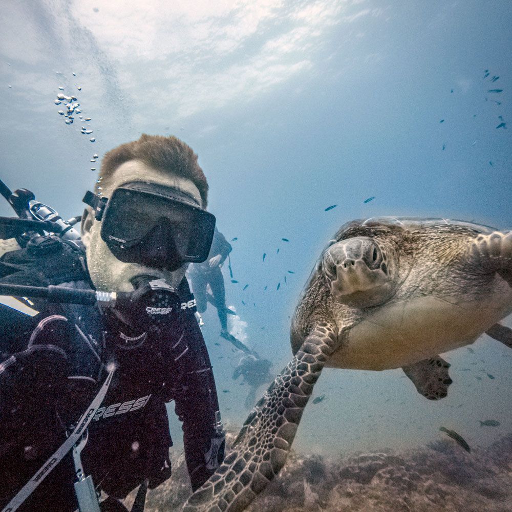 cano island diving with turtles