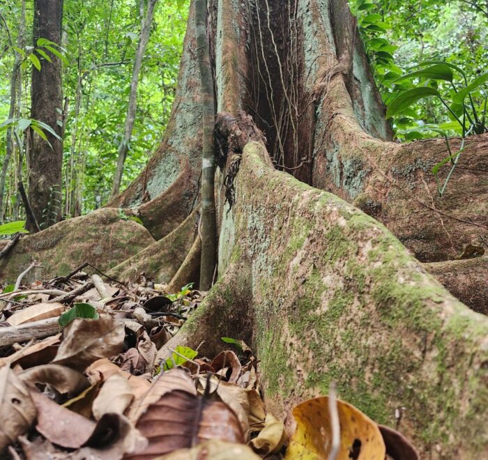 cano island jungle walk