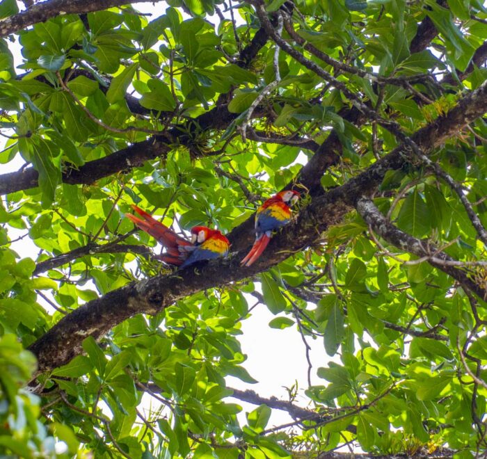 ara-parrot-national-park