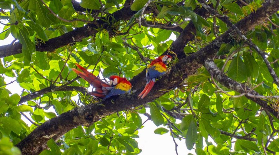 ara-parrot-national-park