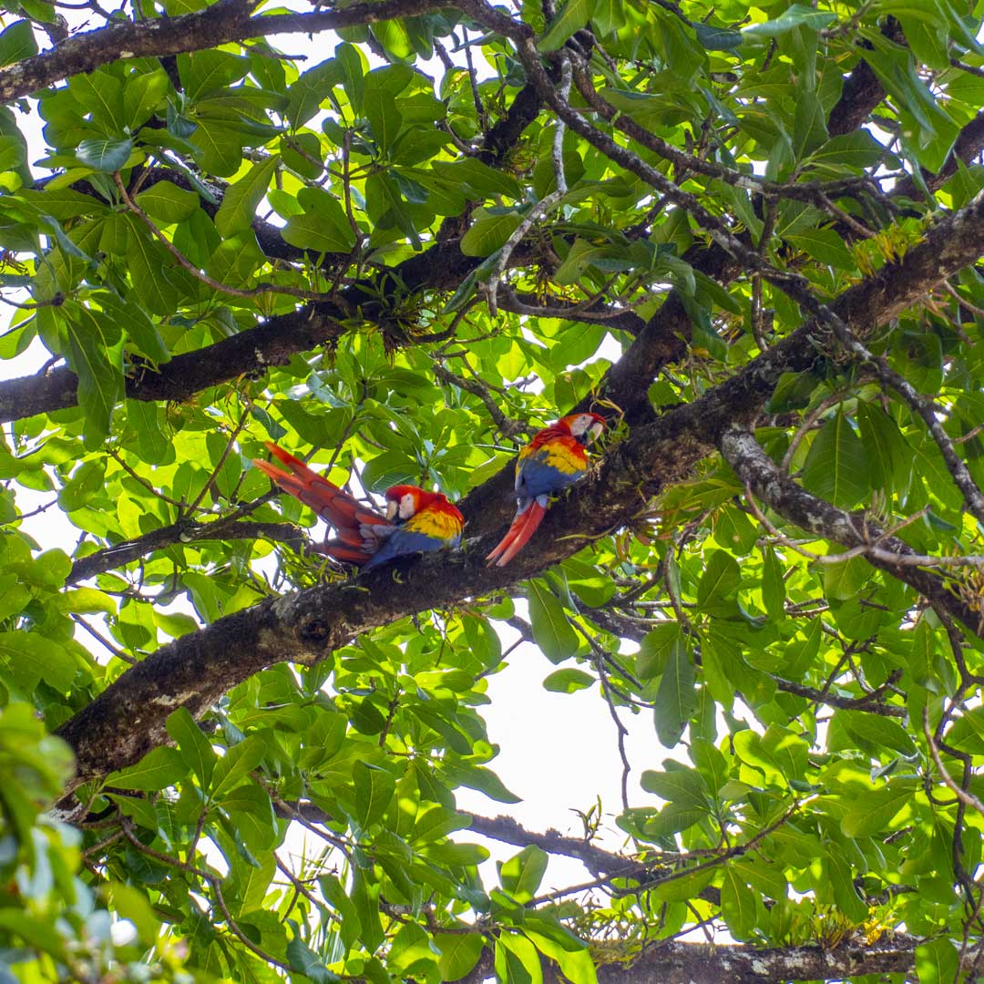 Parrots in Corcovado National Park