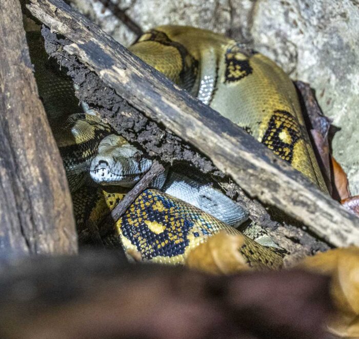 corcovado-boa-snake