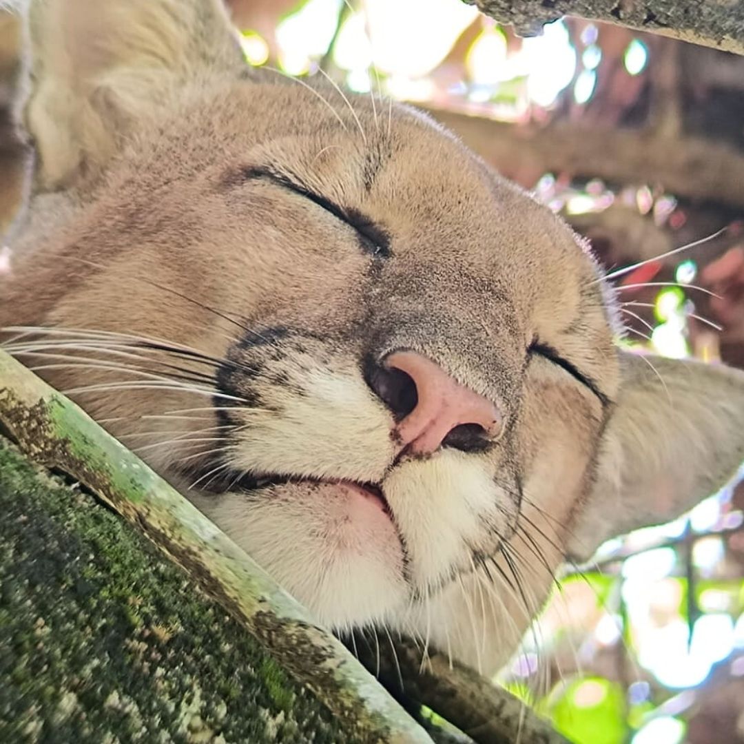 cougar in corocovado national park in costa rica