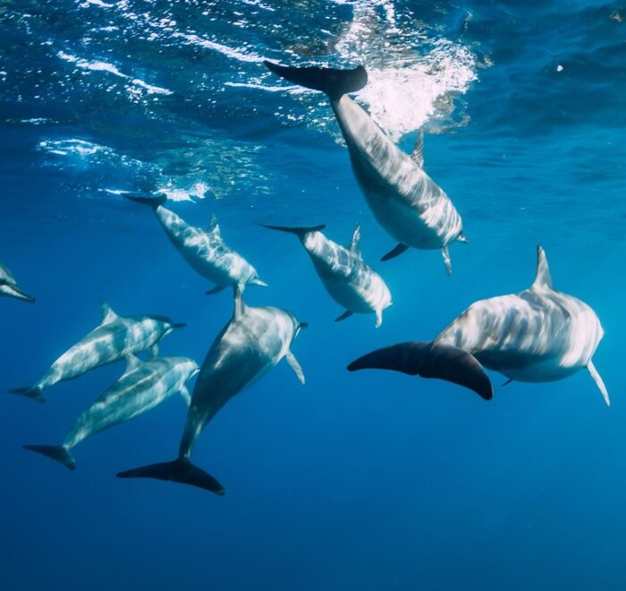 dolphins watching in uvita