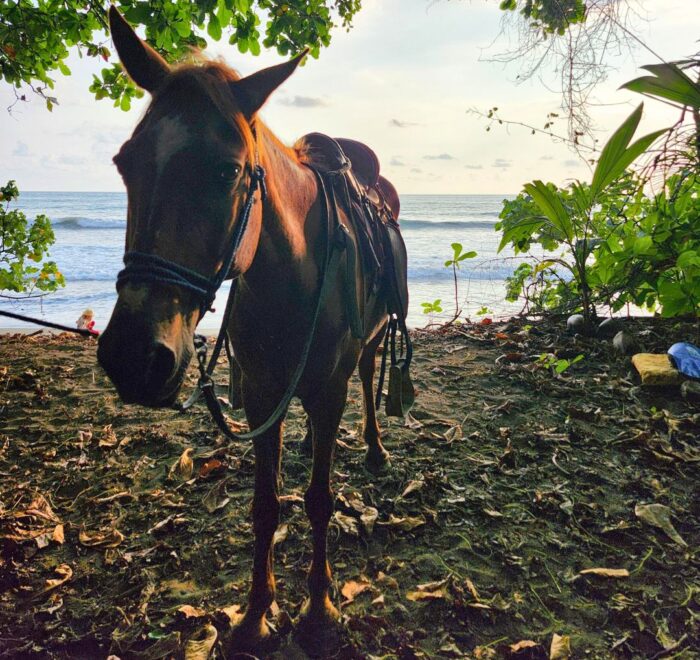 horseback riding in Uvita beach