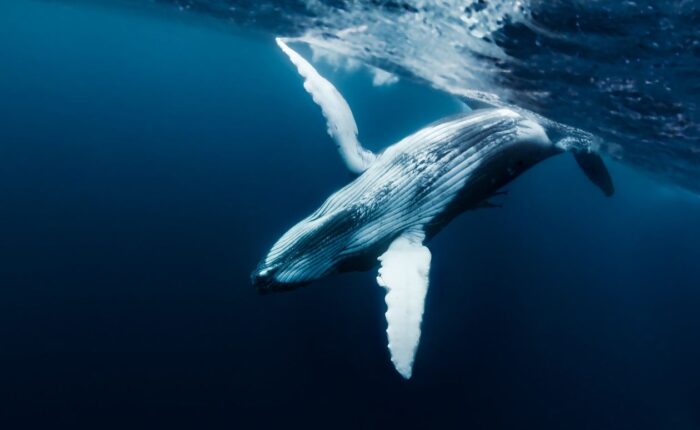 humpback whale diving in the ocean