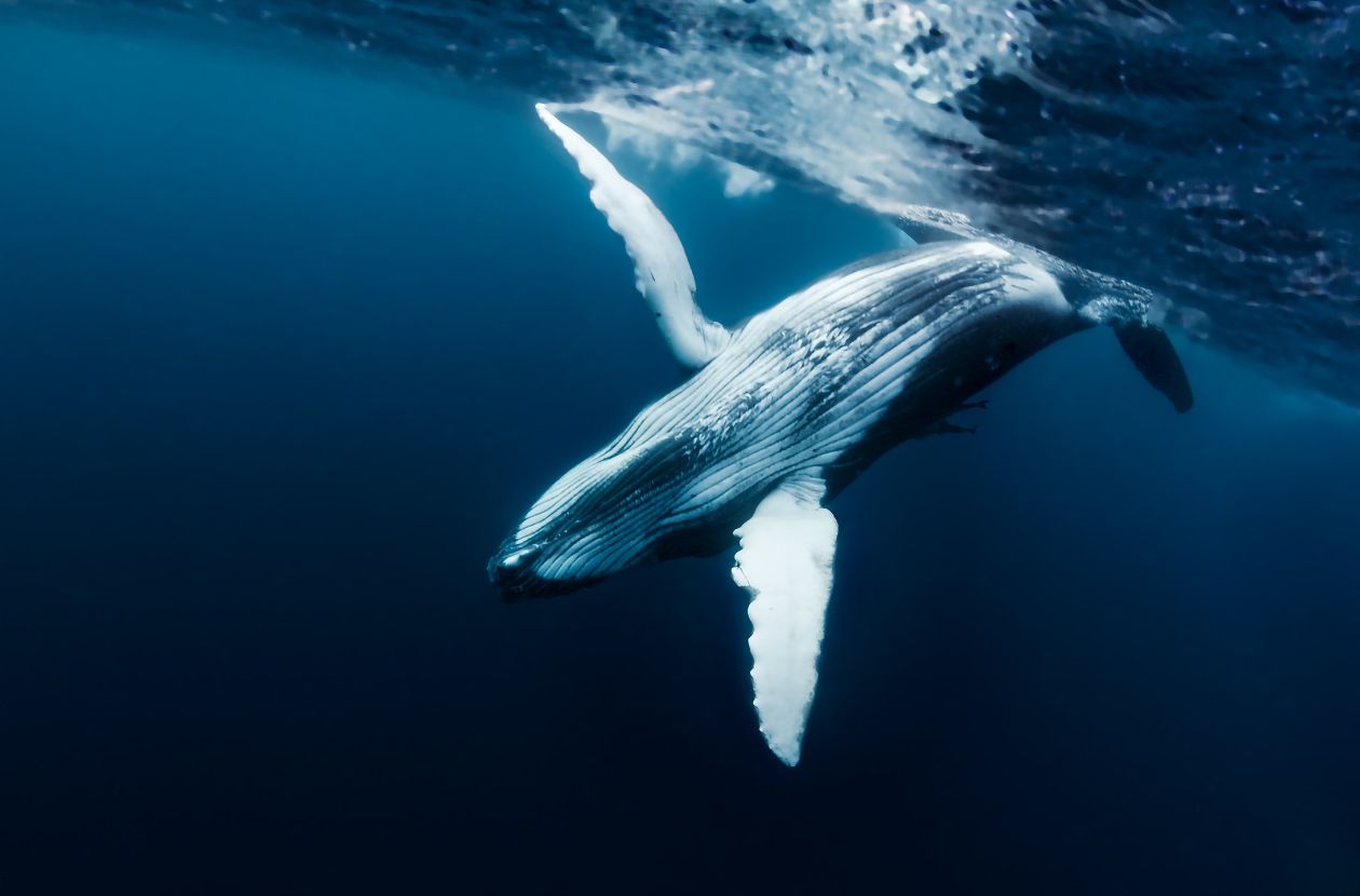 humpback whale diving in the ocean