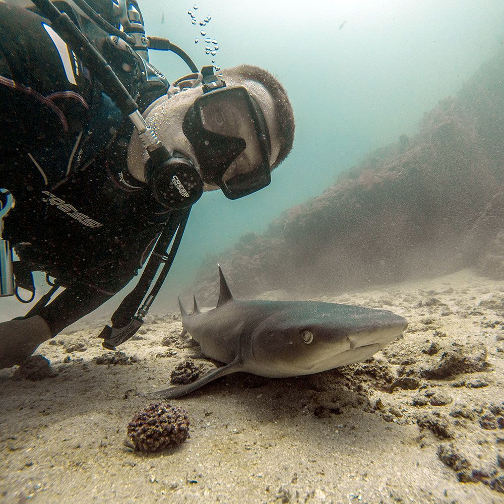 scuba diving with sharks at isla del cano in costa rica