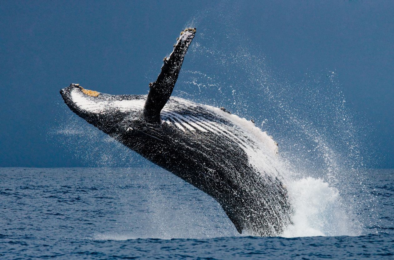 Whale jumping during whale watching in Marino Ballena National Park