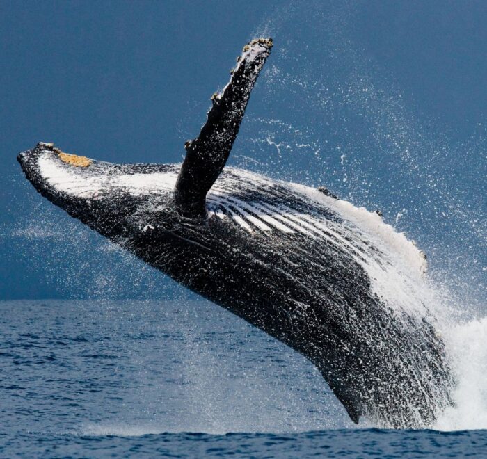 whale watching tour in uvita