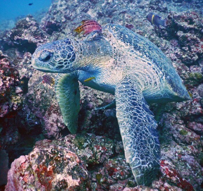 what you can see on isla del cano snorkeling