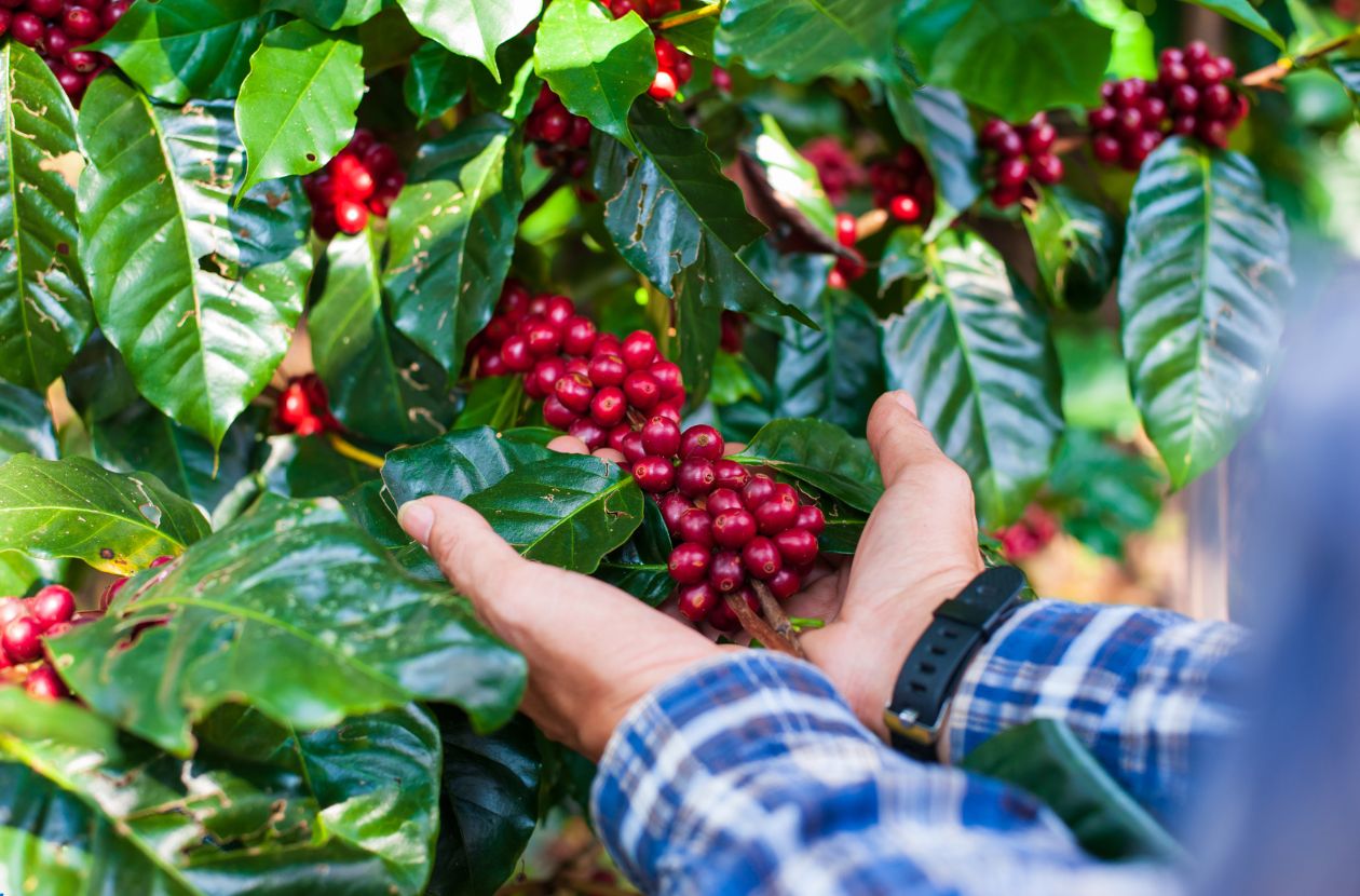 Coffee Tour in Costa Rica Come for the Beans, Stay for the Buzz
