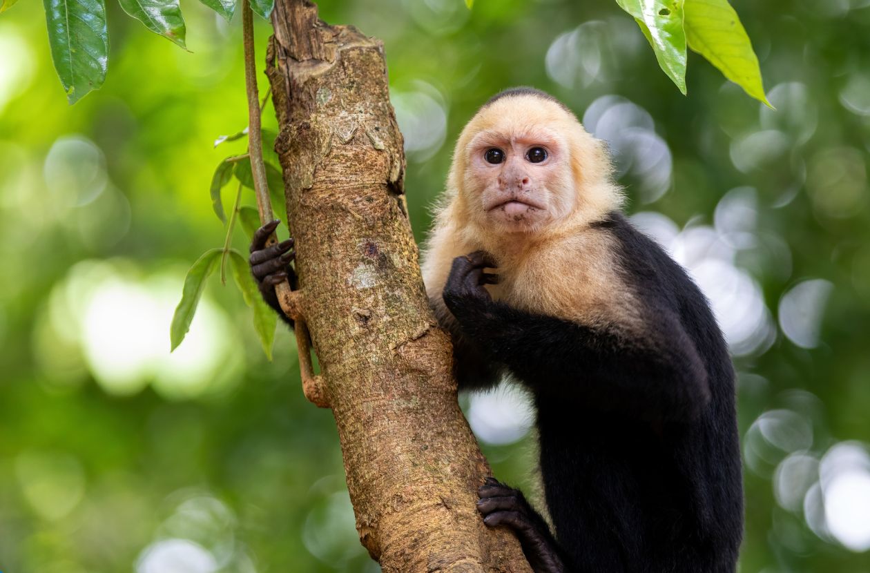 Tours in Manuel Antonio Explore Costa Rica’s Famous Park