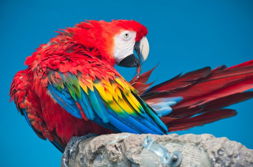 Corcovado Tours The Wildest Adventure in Costa Rica