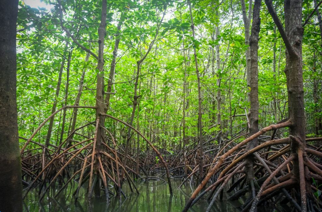 Mangrove Tour in Manuel Antonio Wild Side of Costa Rica