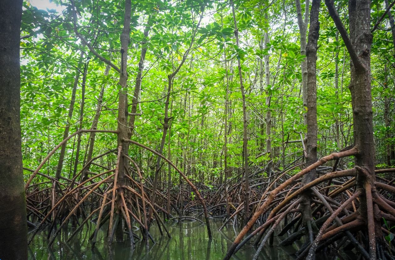 Mangrove Tour in Manuel Antonio Wild Side of Costa Rica
