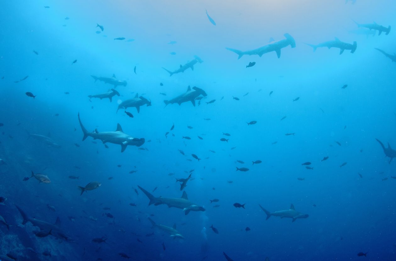Scuba Diving Vacations in Costa Rica Isla del Coco