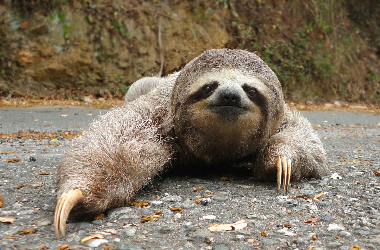 Where to See Sloths in Costa Rica Parks & Wild Encounters