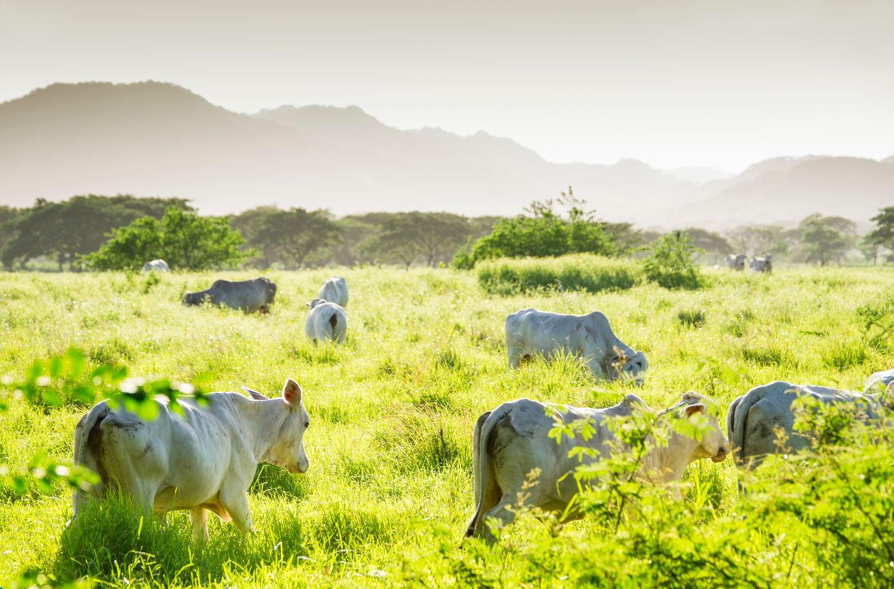costa rica cattle cows and meat